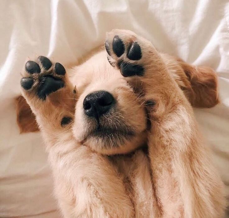 5 Signs Your Dog’s Paw Pads Need Attention Right Now